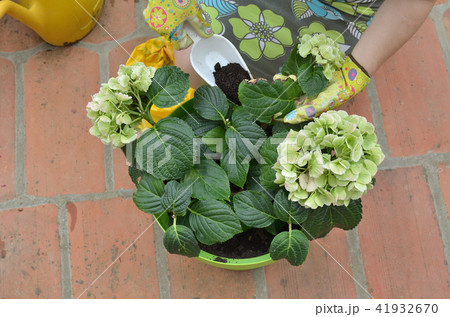 Fertilizing flowers in summer Fertilizing flowers in summer 41932670