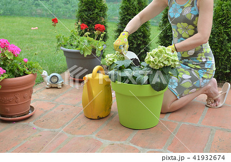 Fertilizing flowers in spring garden 41932674