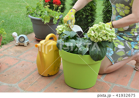 Fertilizing flowers in summer 41932675