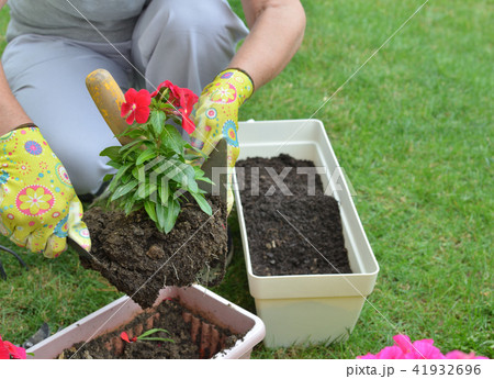 Woman re-potting flower Woman re-potting flower 41932696