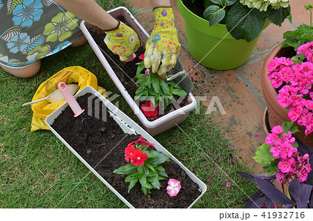 Re-potting in a garden Re-potting in a garden 41932716
