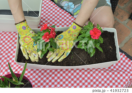 Woman re-potting red flowers Woman re-potting red flowers 41932723