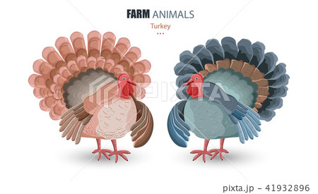 Turkey isolated Vector. cartoon character 41932896