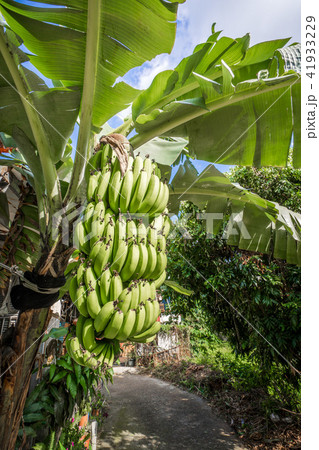 実芭蕉 バナナ 黄色 41933229