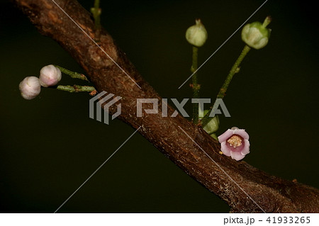 自然　植物　タカサゴシラタマ、枝の途中から次々と花柄を伸ばしてたくさんの花をつけます 41933265