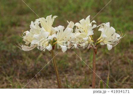 花 全北 扶安郡 41934171