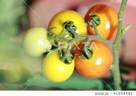 家庭菜園 ミニトマト 野菜ベジタブル ベランダ バルコニー 鉢植え プランター 栽培 若葉 新芽 の写真素材