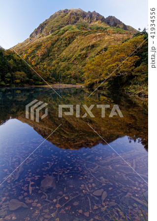 弥陀ヶ池から見る紅葉の日光白根山 41934556