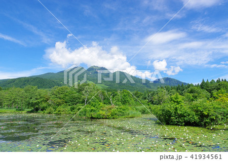 夏のいもり池 夏のいもり池 41934561