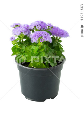 Beautiful flower Ageratum in pot, isolated. Beautiful flower Ageratum in pot, isolated. 41934663