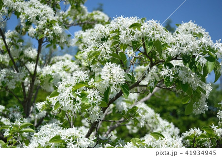 ヒトツバタゴの花 41934945