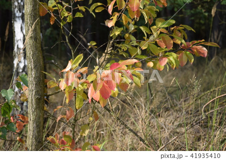 Beautiful landscape. Forest Beautiful landscape. Forest 41935410