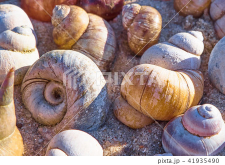 Nature background with shells 41935490