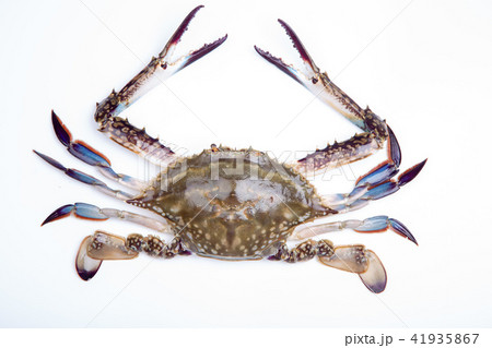 ワタリガニ　食材 41935867