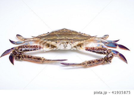 ワタリガニ　食材 41935875