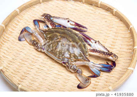 ワタリガニ　食材 41935880