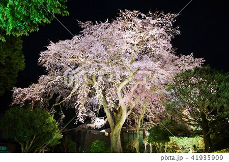 静岡県桜スポット観光スポット・秩父宮記念公園の夜桜枝垂桜1樹全景・宵闇バック横位置 静岡県桜スポット観光スポット・秩父宮記念公園の夜桜枝垂桜1樹全景・宵闇バック横位置 41935909