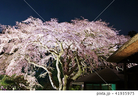静岡県桜スポット観光スポット・秩父宮記念公園記念館入口の枝垂桜夜桜・宵闇バック横位置 静岡県桜スポット観光スポット・秩父宮記念公園記念館入口の枝垂桜夜桜・宵闇バック横位置 41935975