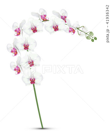 white orchids with pink middle branch 41936342