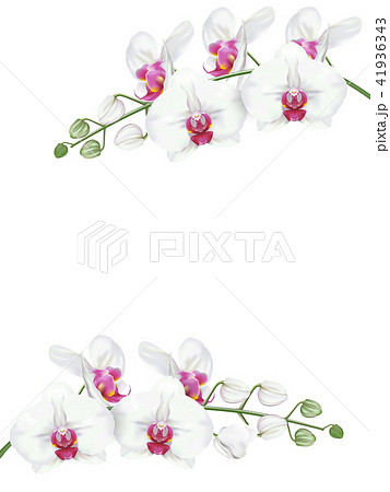 white orchids with pink middle on white background 41936343