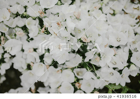 Many small white flowers. View from the top. 41936516