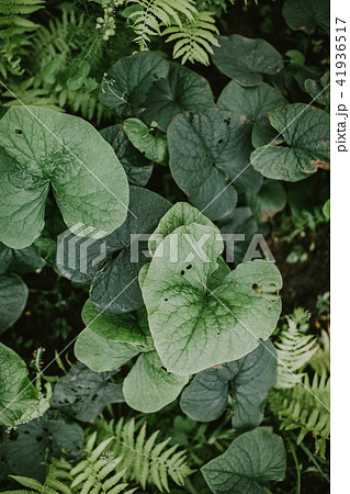 Corrupted green leaves. View from the top. 41936517
