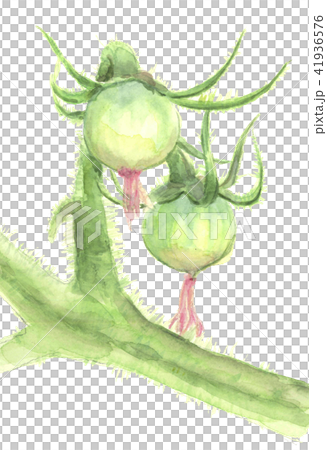Tomato yuka with flower kas 41936576