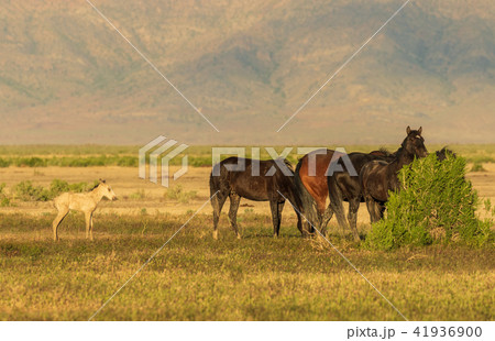 Wild Horses in Summer Wild Horses in Summer 41936900