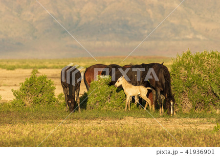 Wild Horses in Summer Wild Horses in Summer 41936901