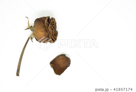 withered red rose isolated on white background withered red rose isolated on white background 41937174