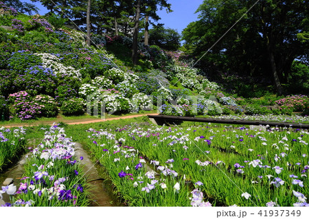 6月 小田原城12あじさい花菖蒲まつりの写真素材