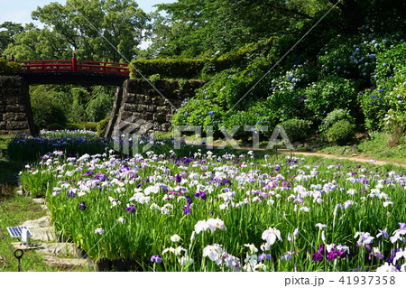 6月 小田原城20花菖蒲 6月 小田原城20花菖蒲 41937358
