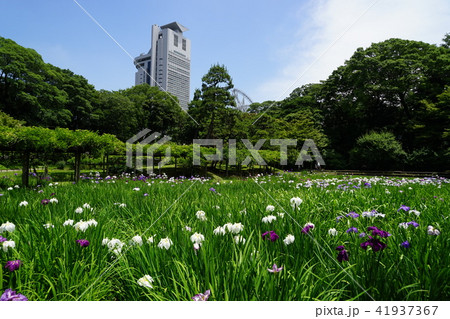 6月　小石川後楽園02花菖蒲田 41937367