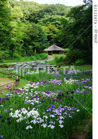 6月　明治神宮56花菖蒲田･明治神宮御苑 41937378