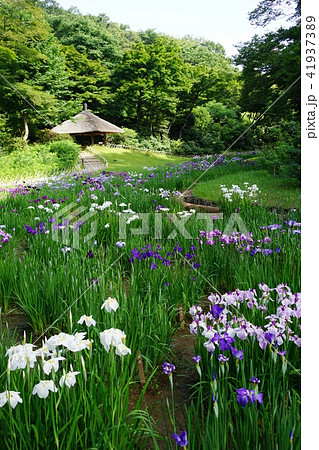 6月　明治神宮66花菖蒲田･明治神宮御苑 41937389