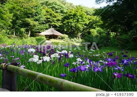 6月 明治神宮67花菖蒲田・明治神宮御苑 6月 明治神宮67花菖蒲田・明治神宮御苑 41937390