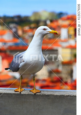 Seagull and Porto, Portugal panorama Seagull and Porto, Portugal panorama 41937606