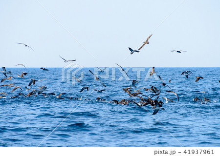 鳥山【福岡県玄界灘】 41937961