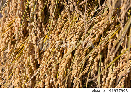 秋田県湯沢市　田園　杭掛け　天日乾燥（9月） 41937998