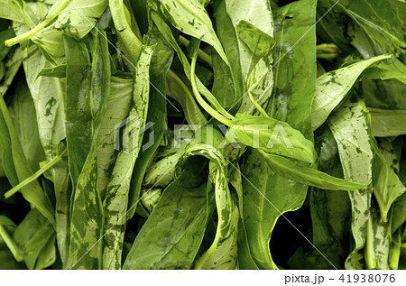 空心菜(クウシンサイ)の葉 アップ 空心菜(クウシンサイ)の葉 アップ 41938076