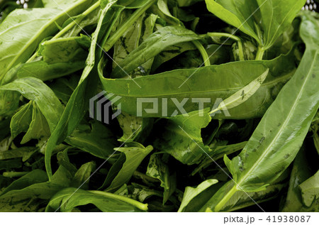 空心菜(クウシンサイ)の葉 アップ 空心菜(クウシンサイ)の葉 アップ 41938087