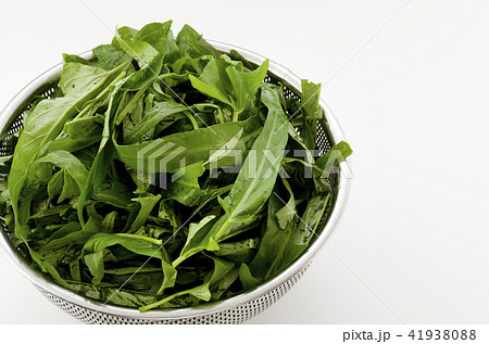 空心菜(クウシンサイ)の葉 空心菜(クウシンサイ)の葉 41938088