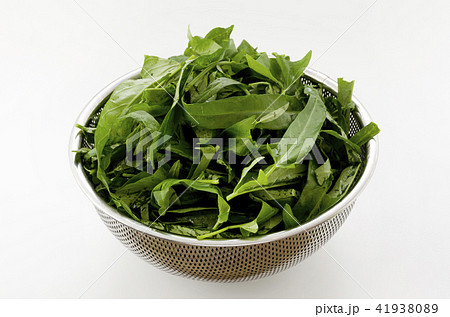 空心菜(クウシンサイ)の葉 空心菜(クウシンサイ)の葉 41938089