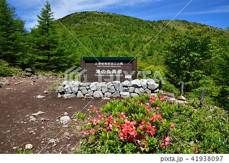 長野県東御市 湯の丸高原 満開のレンゲツツジ の写真素材