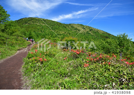 長野県東御市 湯の丸高原 満開のレンゲツツジ  41938098