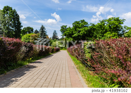 Beautiful alley of red bushes in the park Beautiful alley of red bushes in the park 41938102