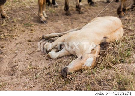 The sick and weak foal 41938271