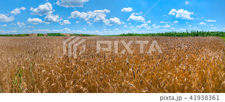 A great endless field with golden spikelets agains A great endless field with golden spikelets agains 41938361