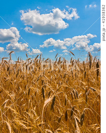golden ears of ripe wheat on a background of blue golden ears of ripe wheat on a background of blue 41938362