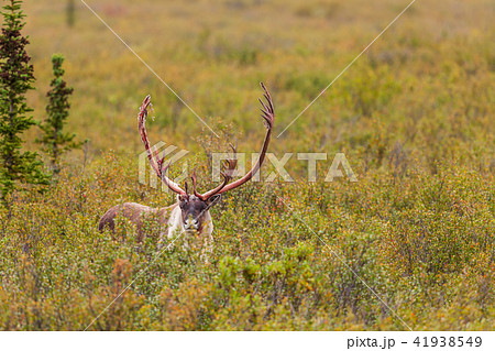 Barren Ground Caribou Bull Barren Ground Caribou Bull 41938549